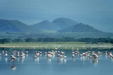 http://www.transafrika.org/media/Bilder Kenia/flamingos.jpg